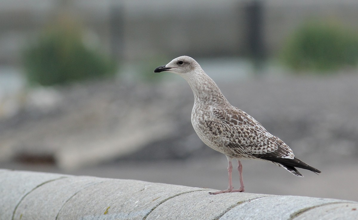 Silbermöwe (argentatus/argenteus) - ML67352151