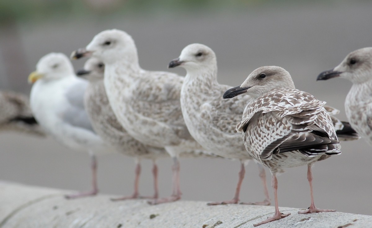 Herring Gull (European) - Adrien Mauss