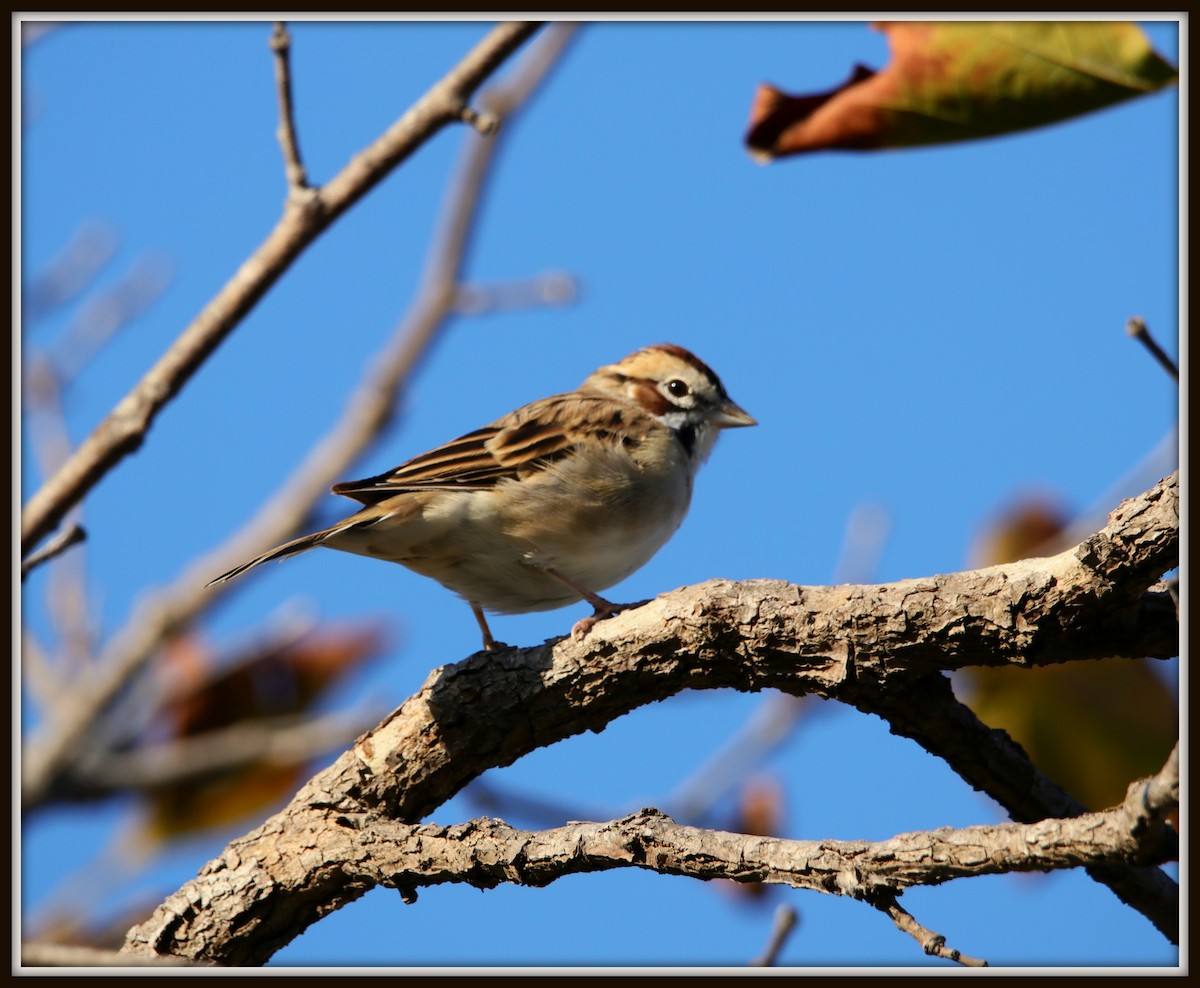 Lark Sparrow - Albert Linkowski