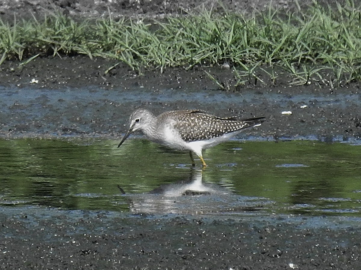 Lesser Yellowlegs - ML67352341