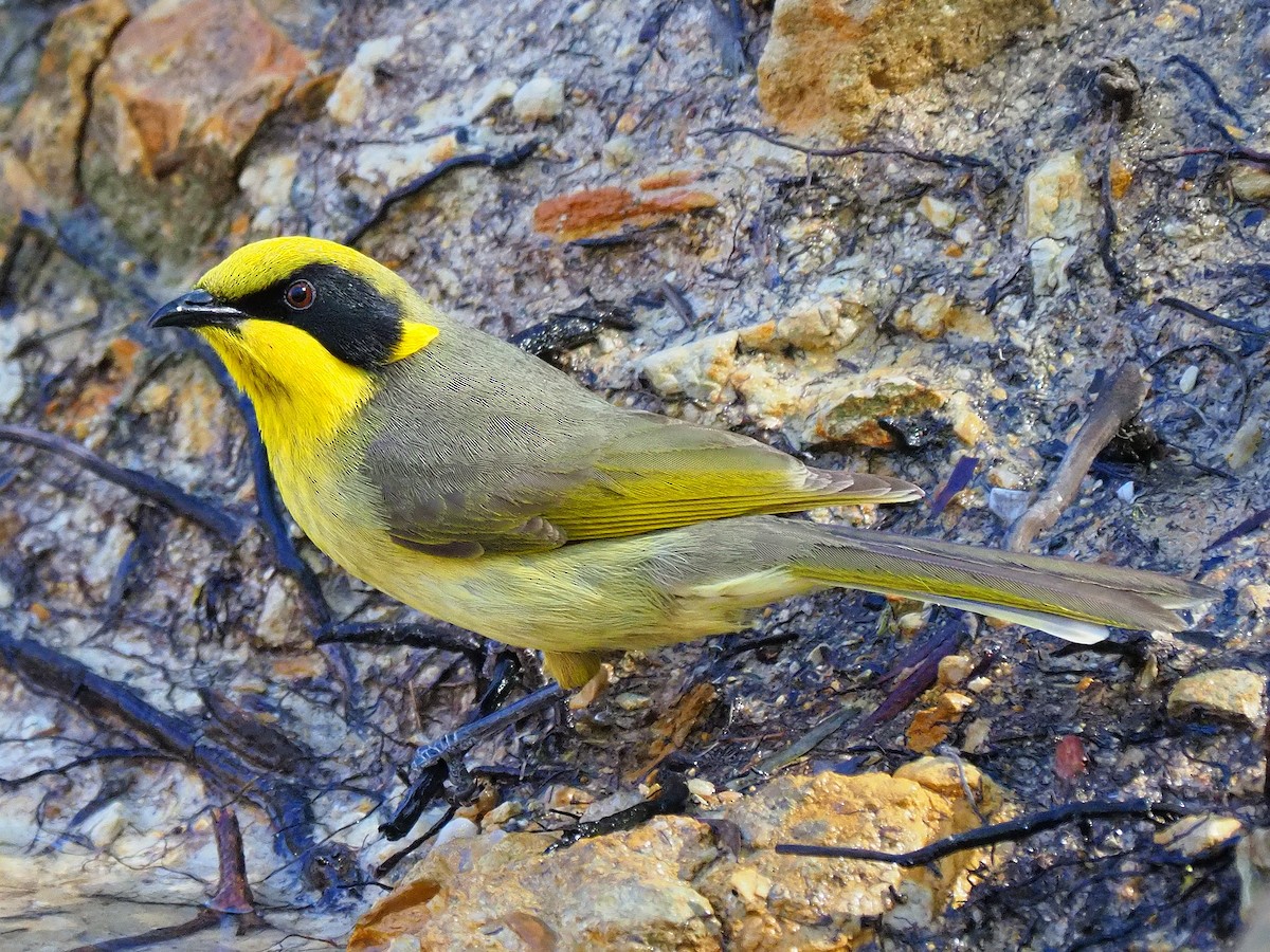 Yellow-tufted Honeyeater - ML67352701