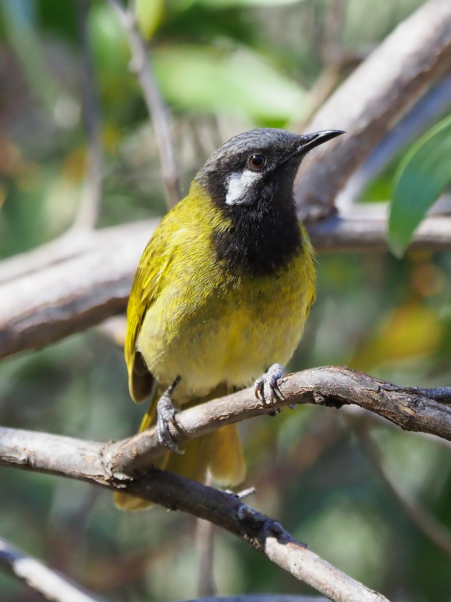 White-eared Honeyeater - ML67352711