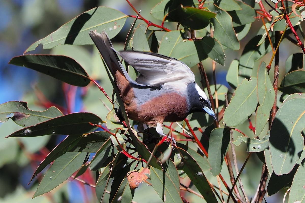 White-browed Woodswallow - ML67352751