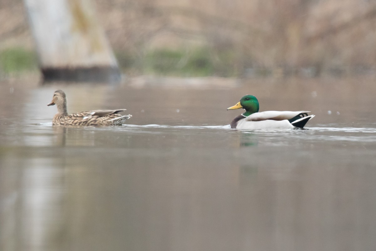 Mallard - Brad Imhoff