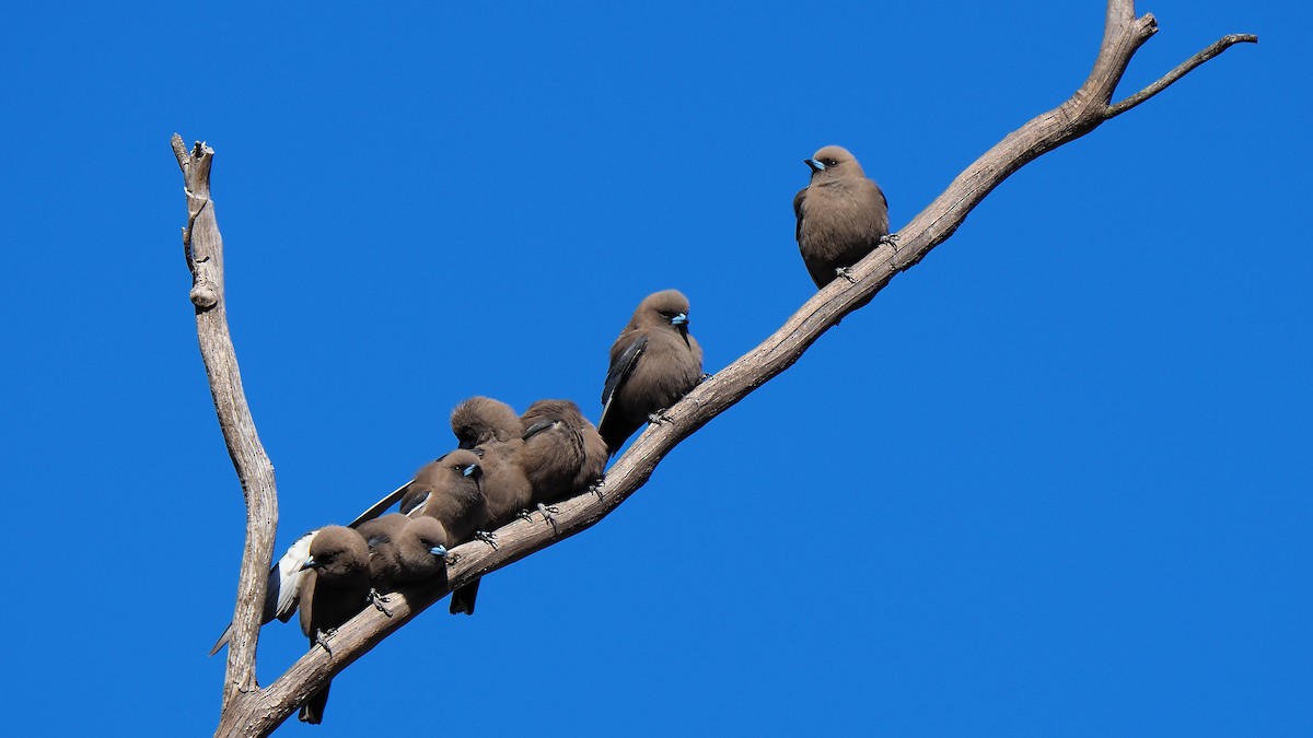 Dusky Woodswallow - ML67352801