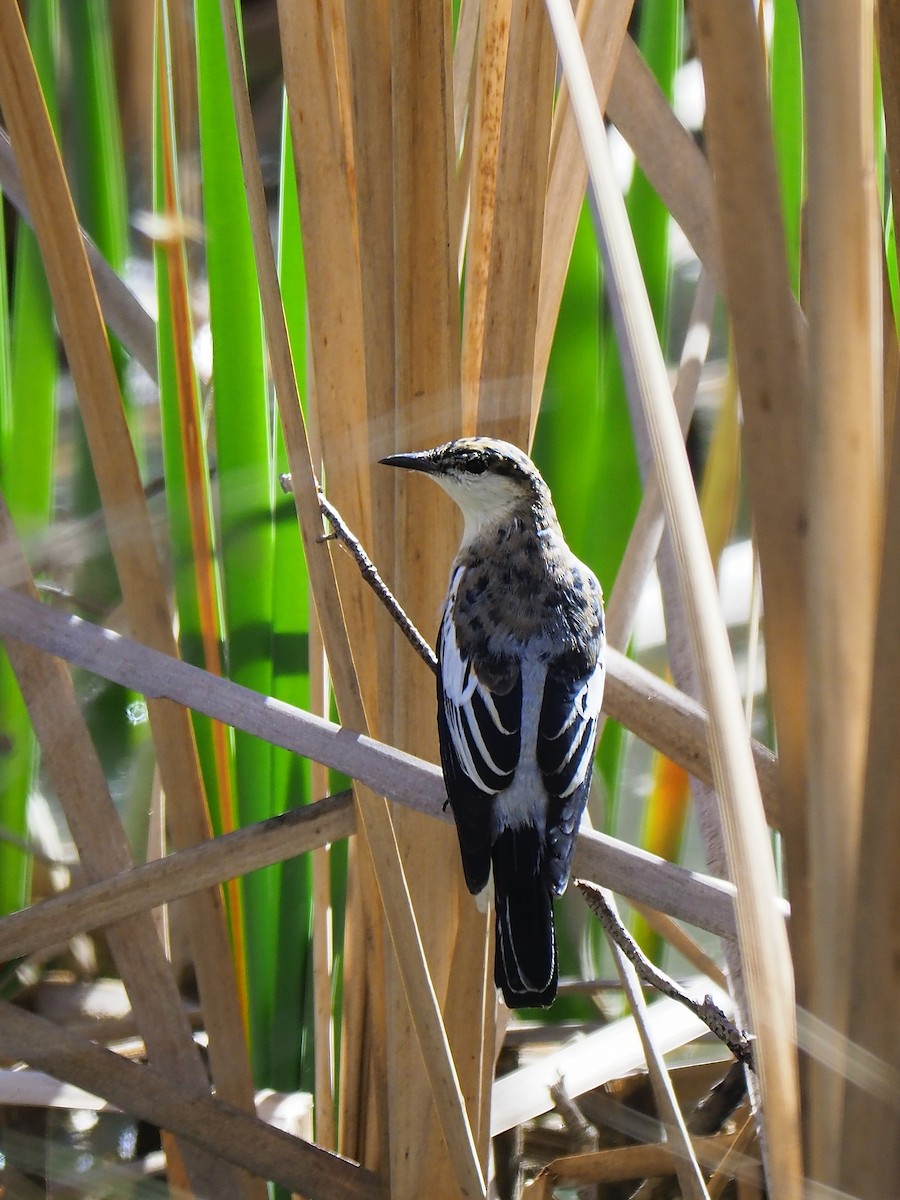 White-winged Triller - ML67352811