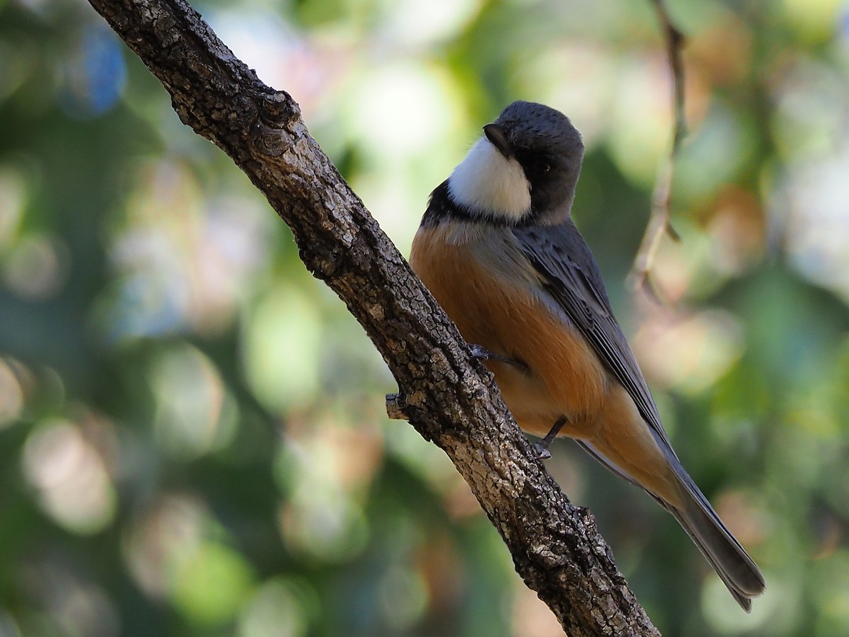 Rufous Whistler - ML67352831