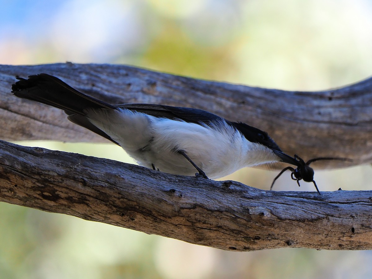 Restless Flycatcher - ML67352841