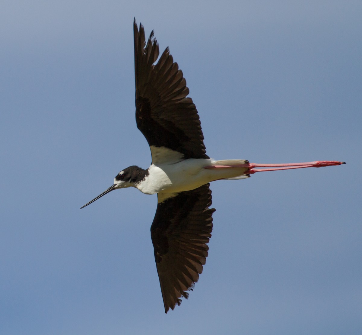 Black-necked Stilt (Hawaiian) - Cullen Hanks