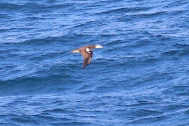 Brown Booby - ML67353581