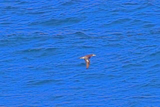 Brown Booby - ML67353591
