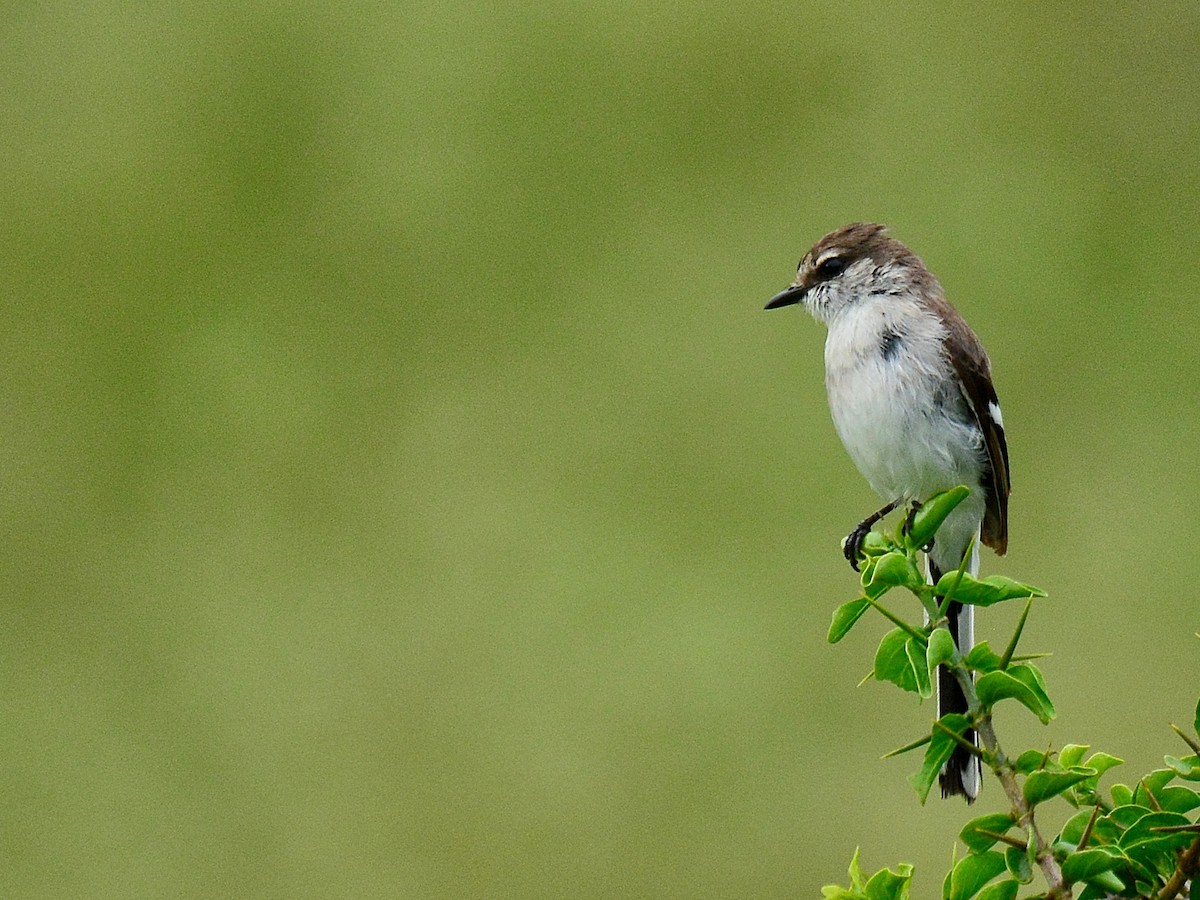 White-bellied Minivet - ML67355571