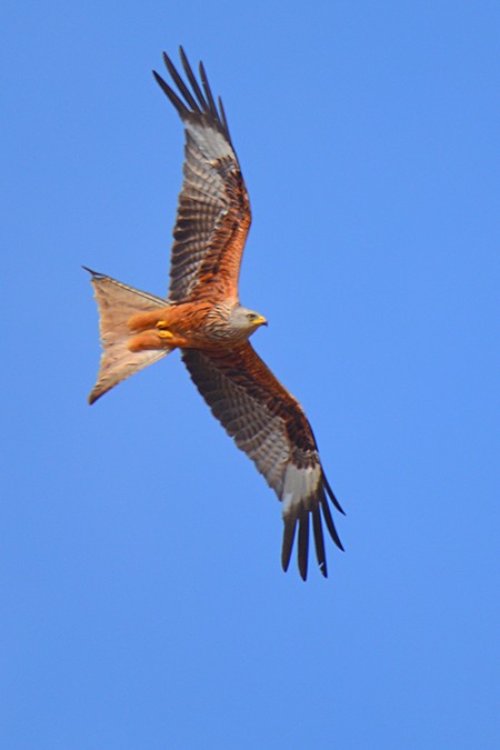 Red Kite - ML67356011