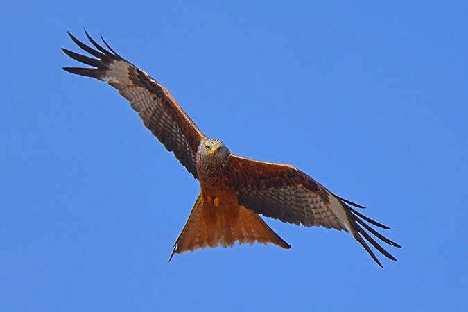 Red Kite - ML67356021