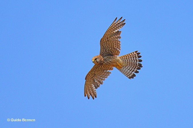 Eurasian Kestrel - ML67356041