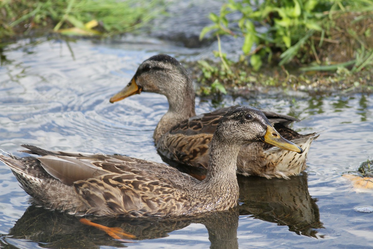 Mallard - Nick Pulcinella