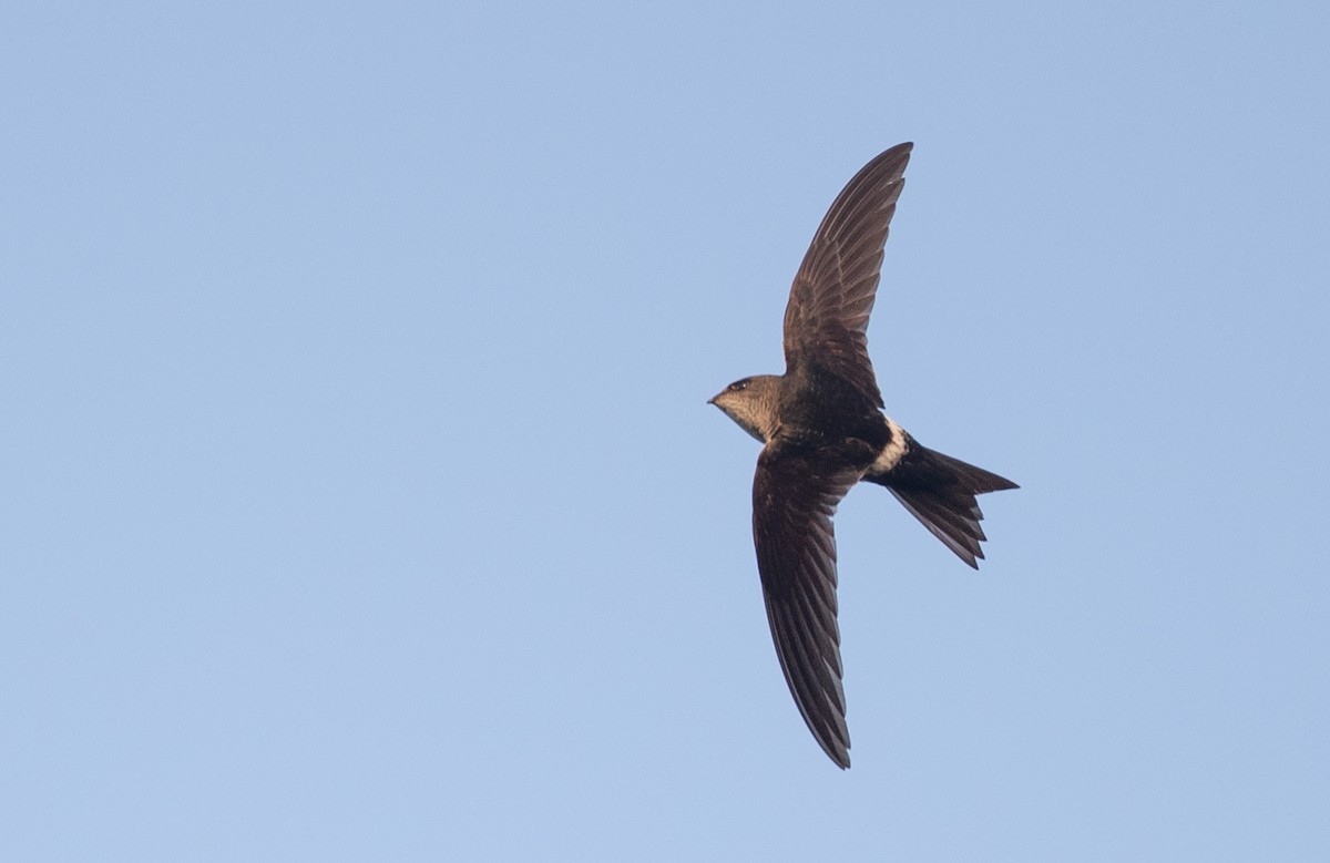 Cook's Swift - Ian Davies
