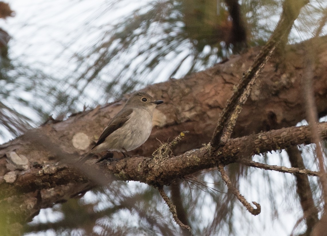 Ficedula sp. - ML67356891