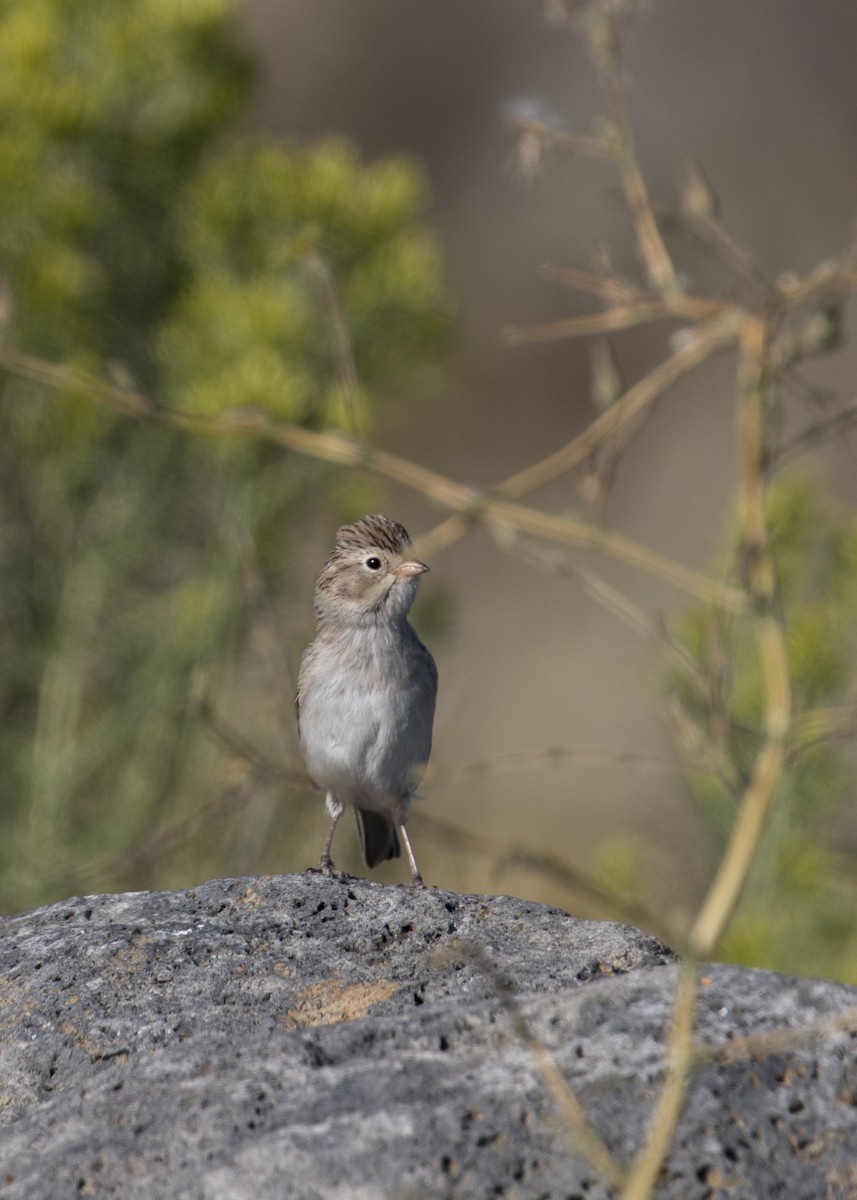 Brewer's Sparrow - ML67357011