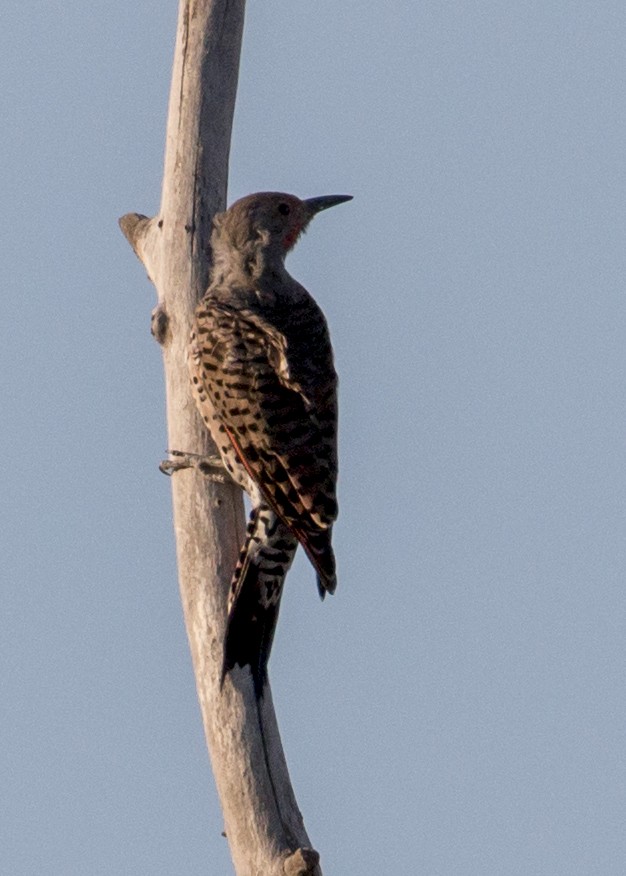 Northern Flicker - ML67357151