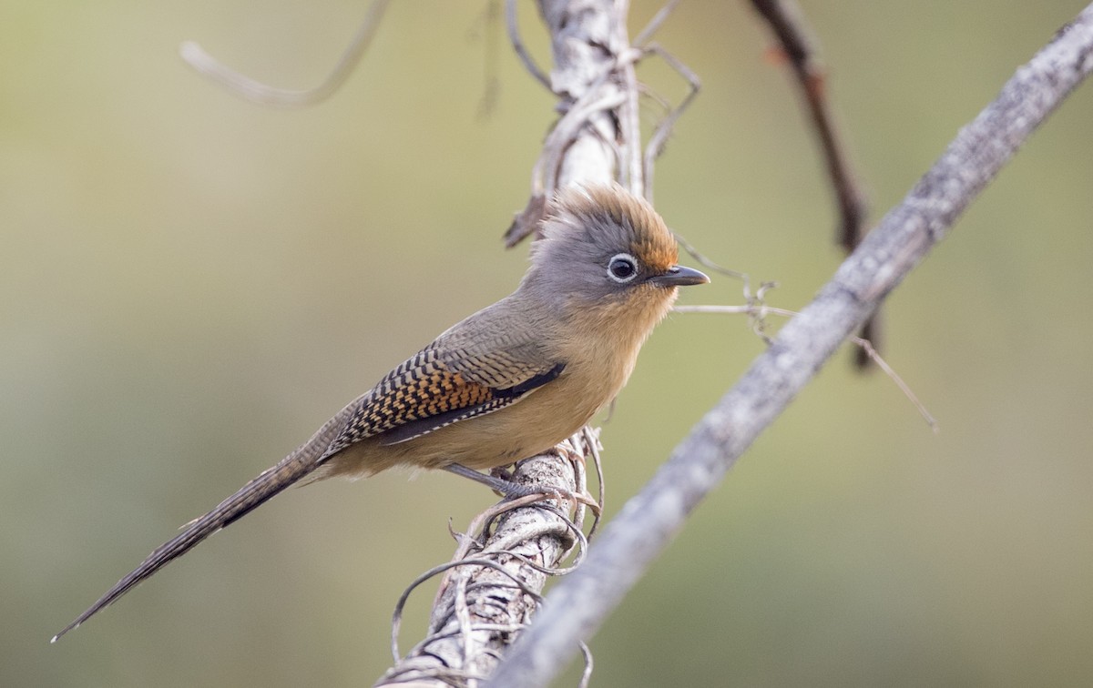 Spectacled Barwing - Ian Davies