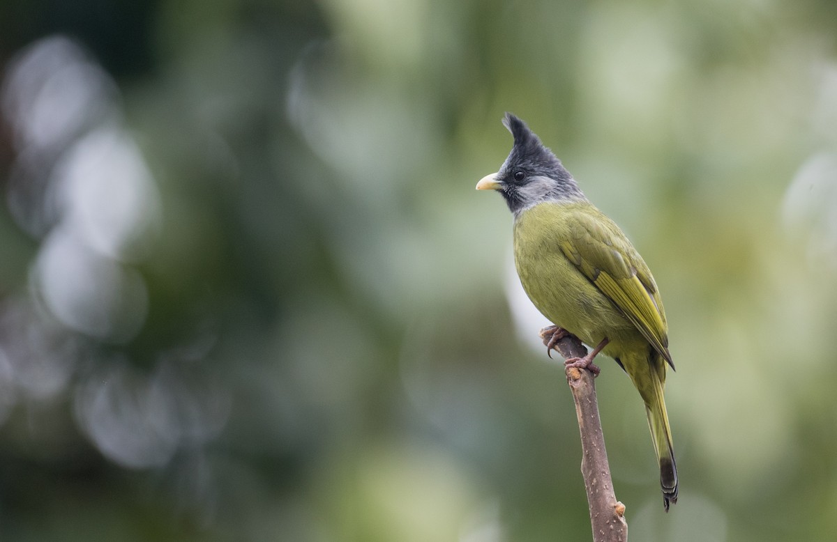 Crested Finchbill - Ian Davies