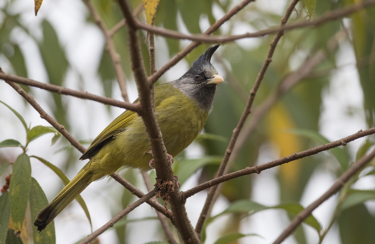 Crested Finchbill - Ian Davies