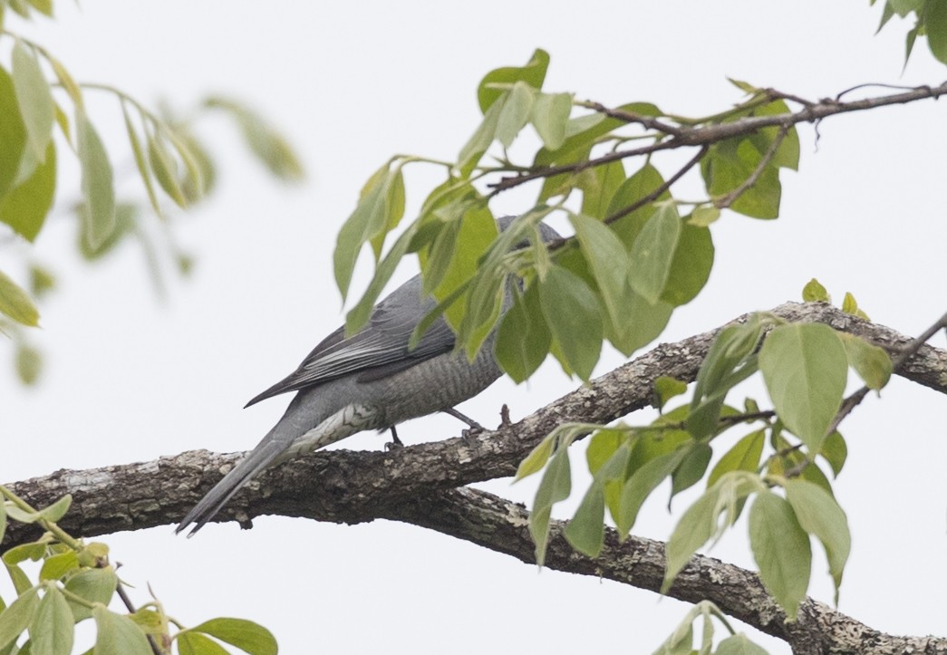 Black-winged Cuckooshrike - Ian Davies