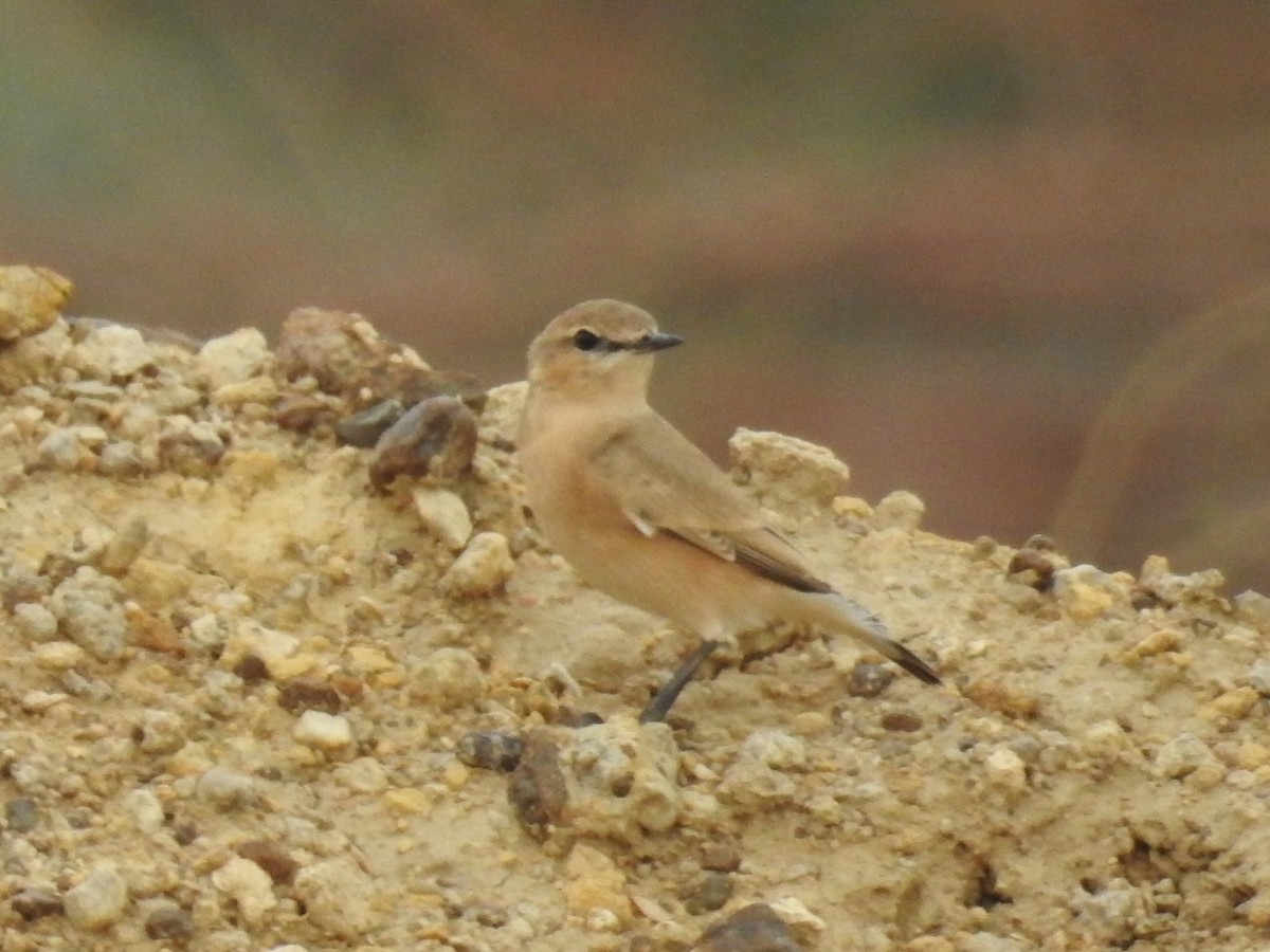 Isabelline Wheatear - ML67360441