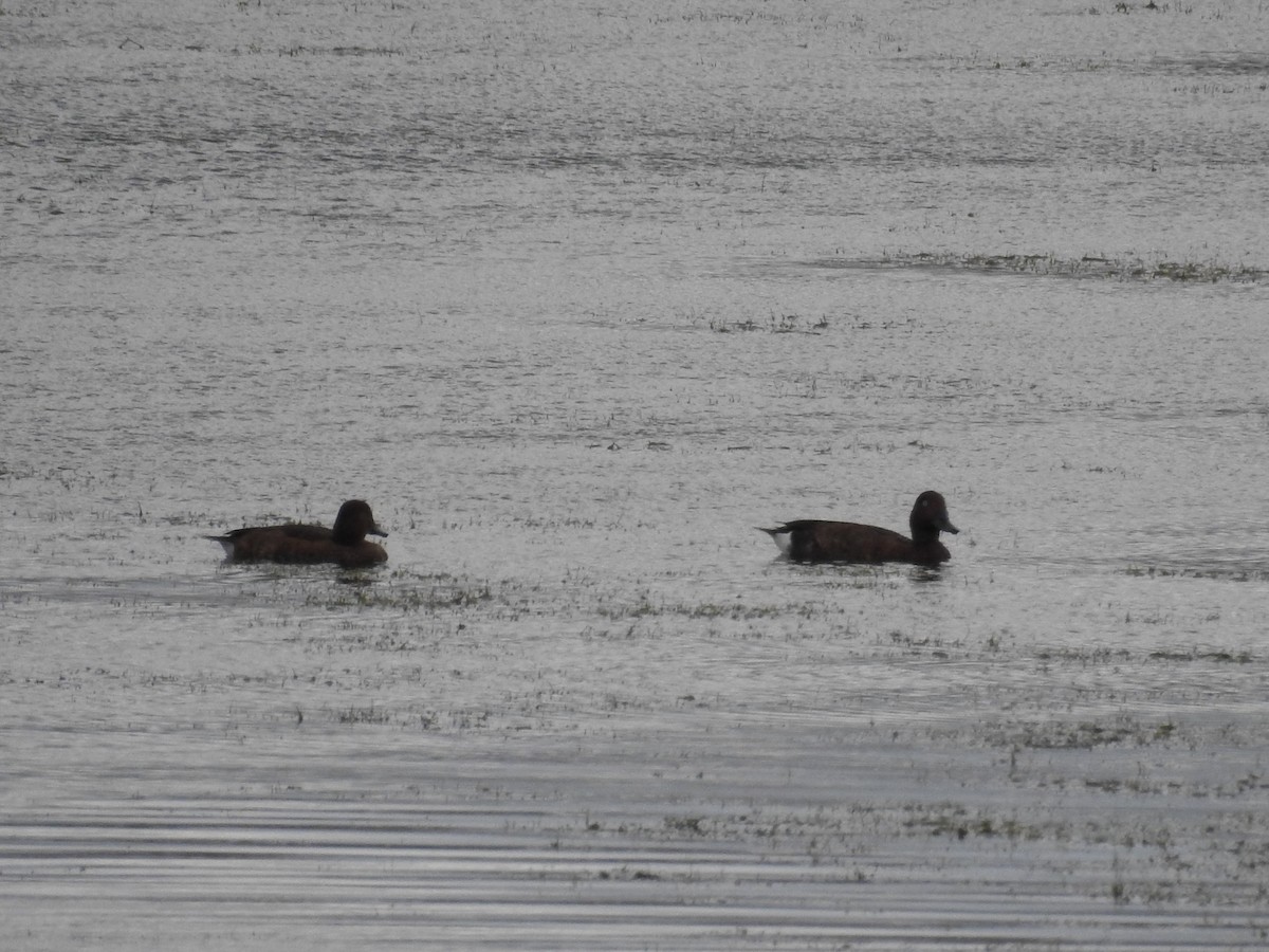 Ferruginous Duck - ML67360981