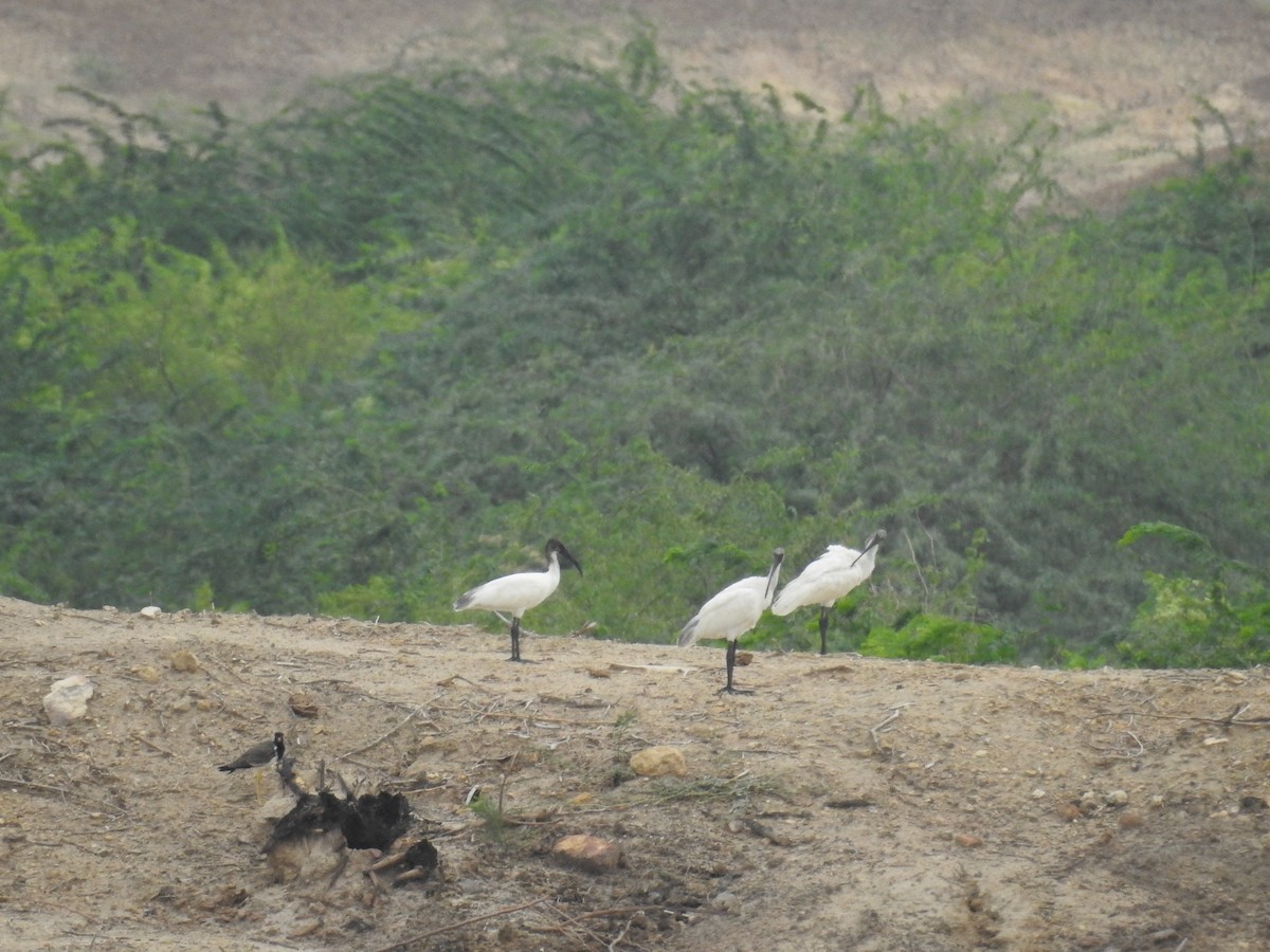 ibis černohlavý - ML67361151