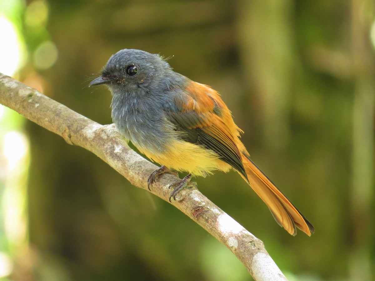 Blue-headed Fantail - George Inocencio