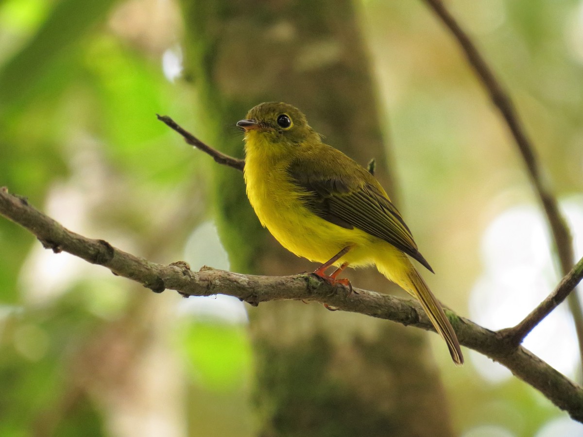 Citrine Canary-Flycatcher - ML67361921