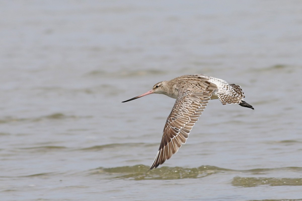 Bar-tailed Godwit - ML67365711