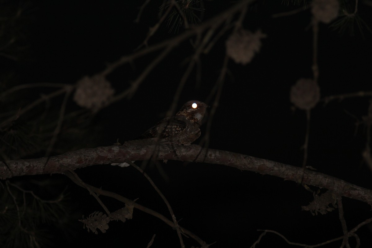 Red-necked Nightjar - Ornitocampero Haritz Sarasa