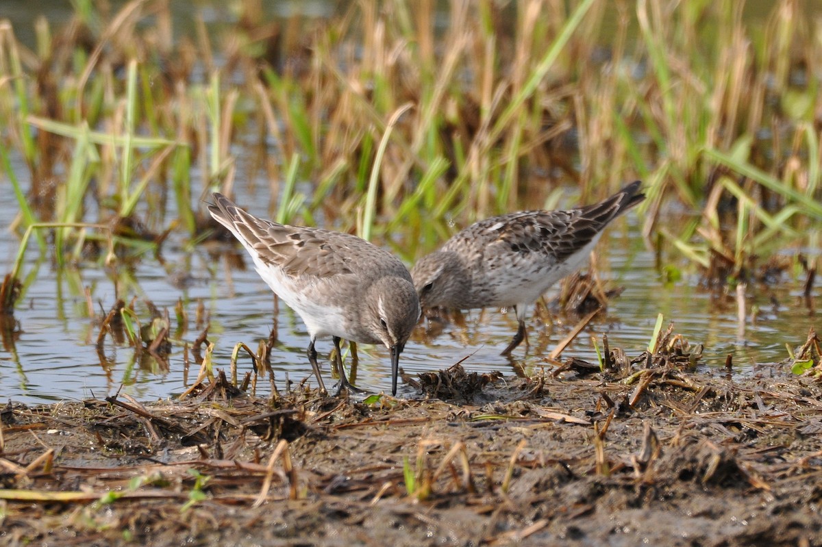 White-rumped Sandpiper - ML67366461