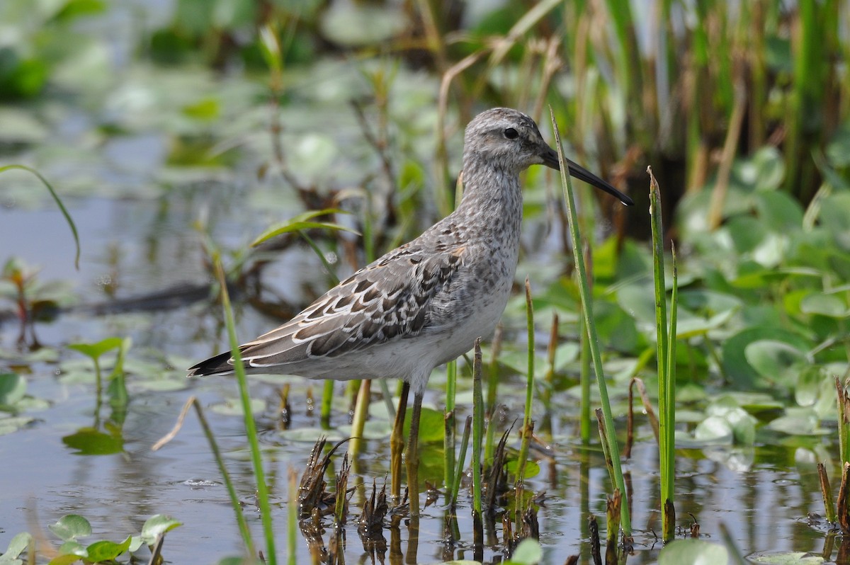 Stilt Sandpiper - ML67366501