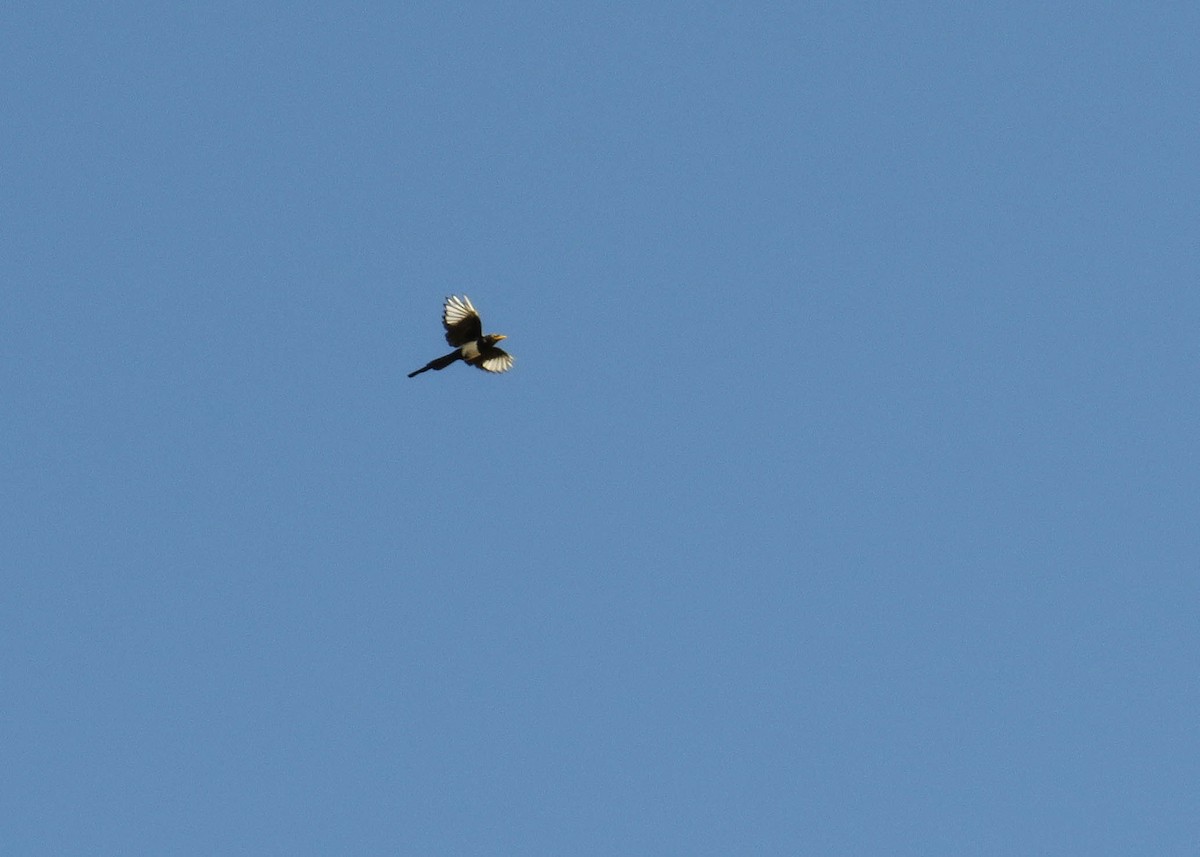 Yellow-billed Magpie - ML67367481
