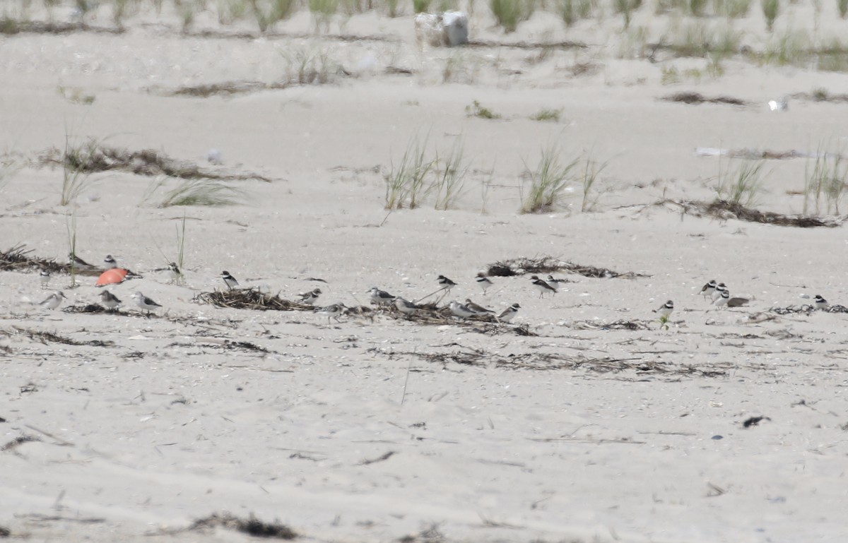 Semipalmated Plover - ML67368131