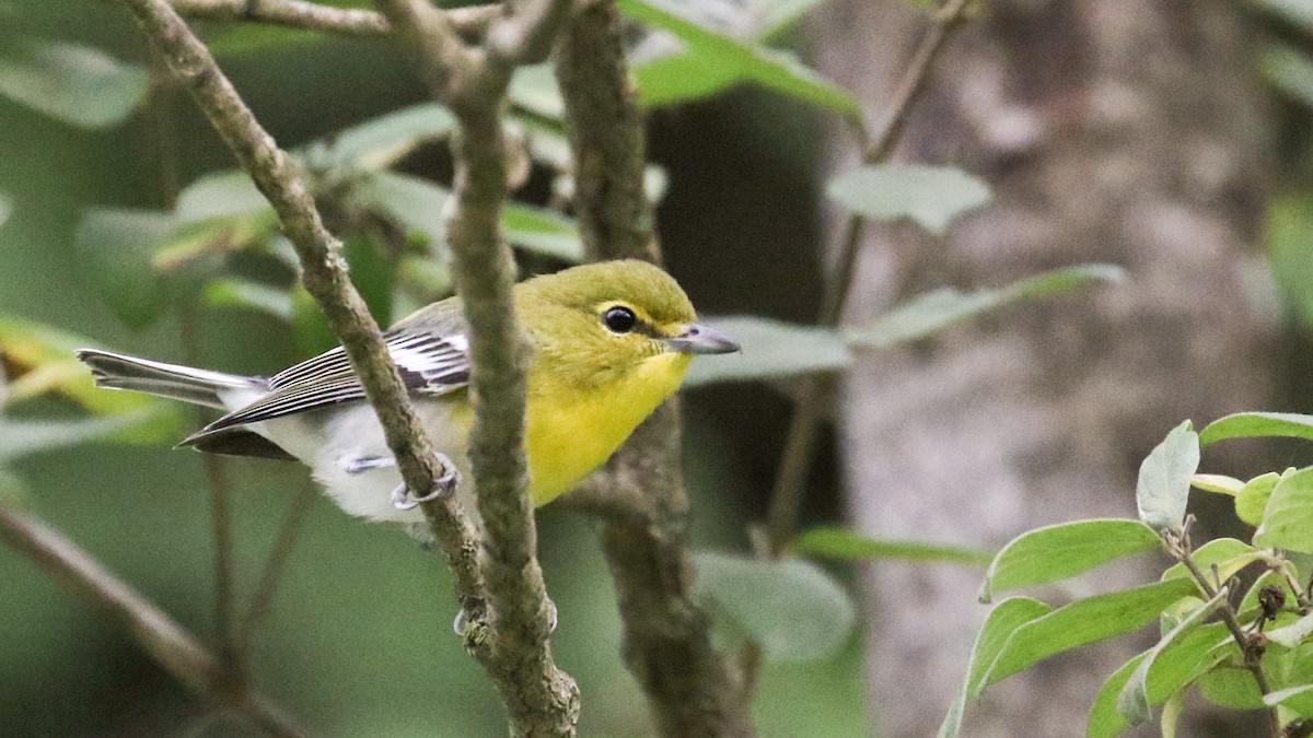 Viréo à gorge jaune - ML67368361