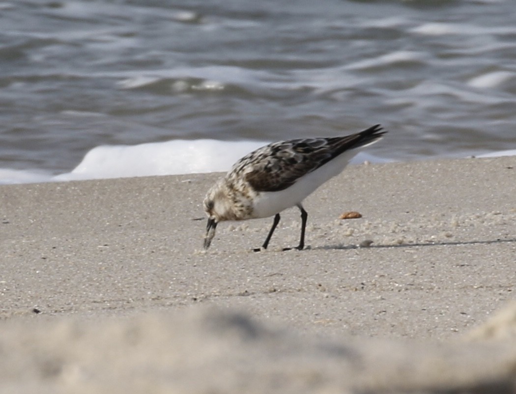 Sanderling - Glen Chapman