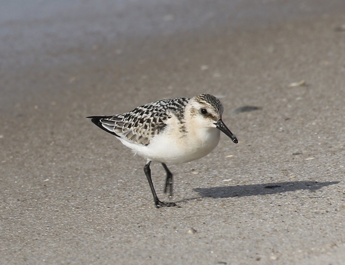 Sanderling - Glen Chapman