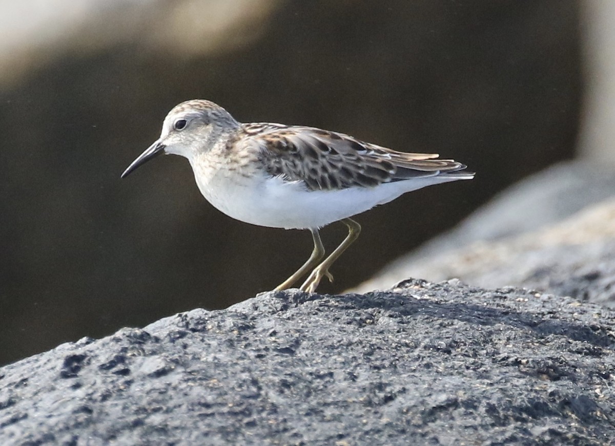 Least Sandpiper - ML67368621