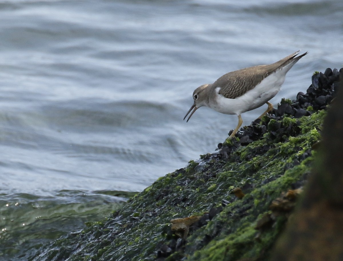 Spotted Sandpiper - Glen Chapman