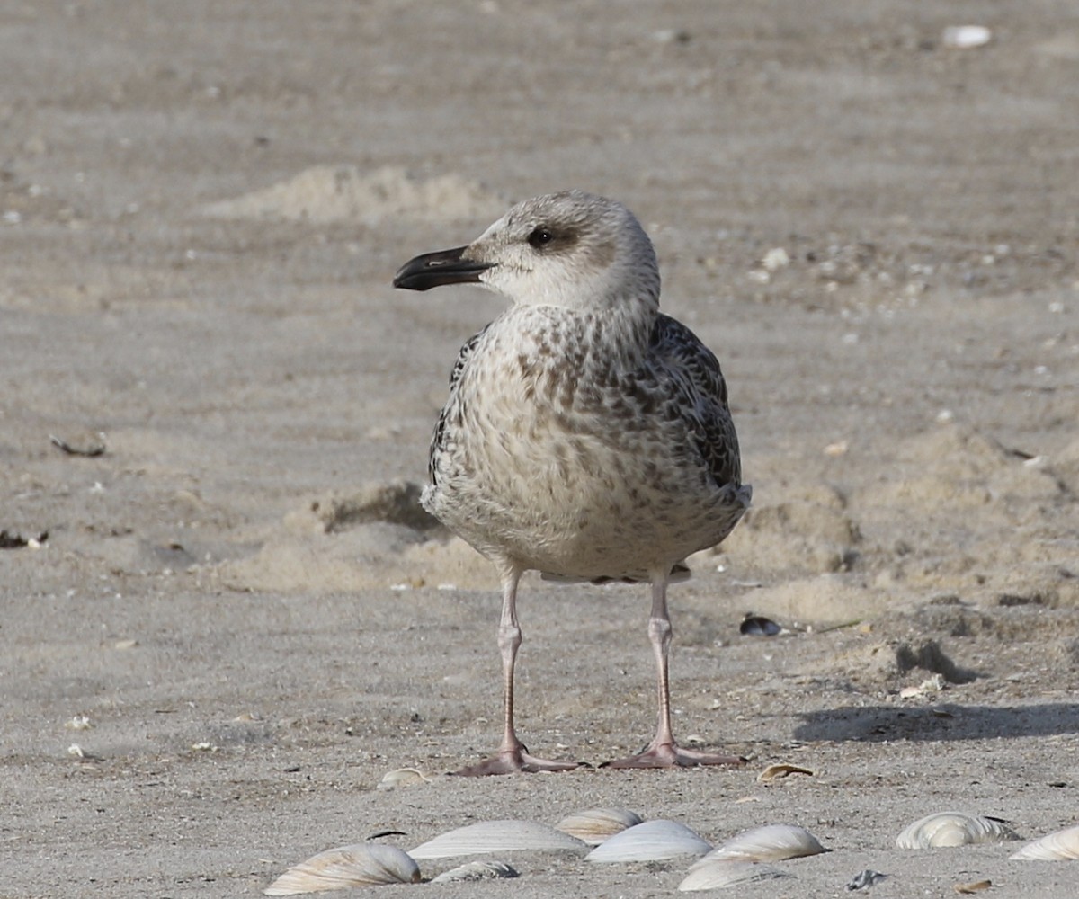 Great Black-backed Gull - Glen Chapman