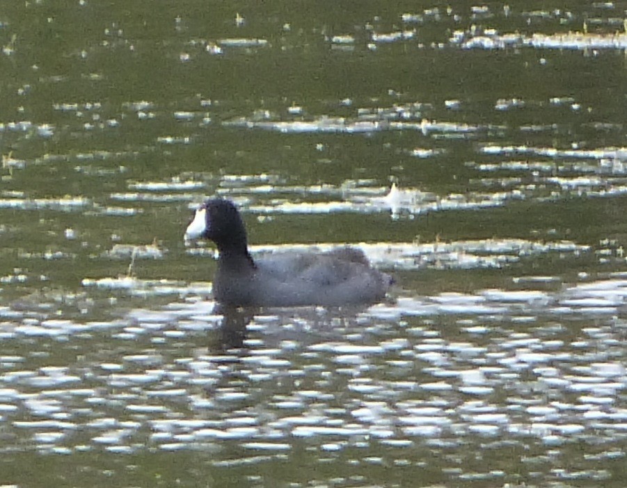 אגמית אמריקנית - ML67369371