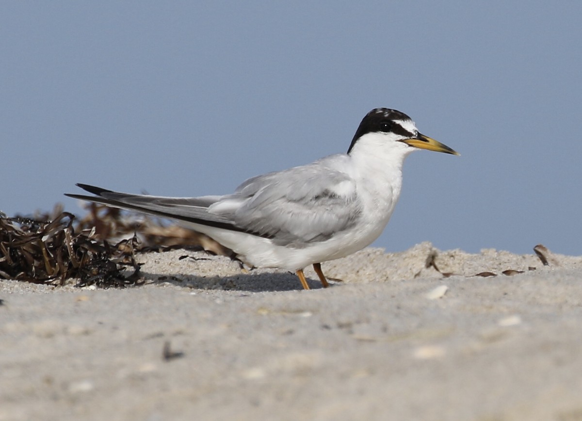 Least Tern - Glen Chapman