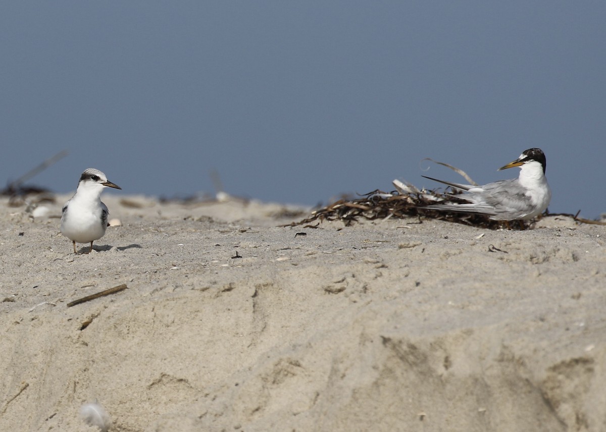 Least Tern - Glen Chapman