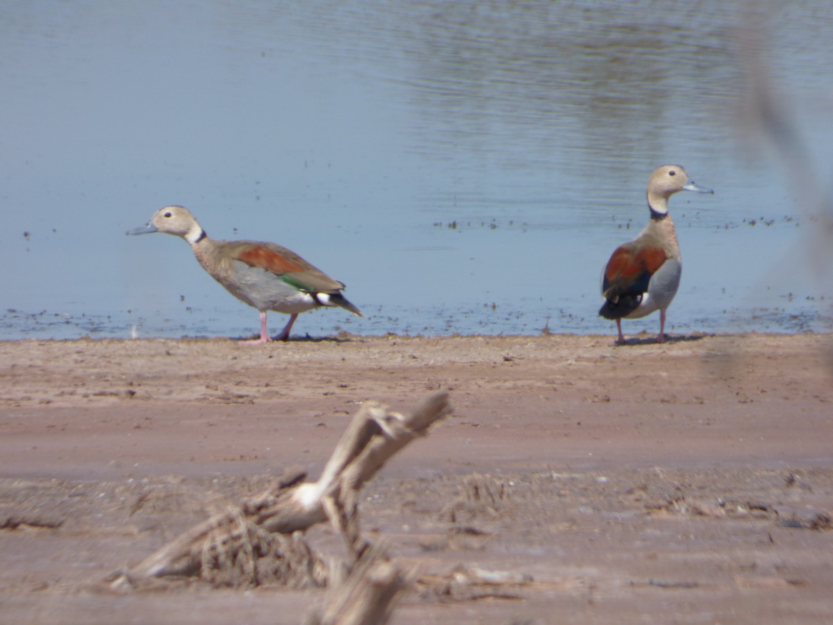 Ringed Teal - ML67369651