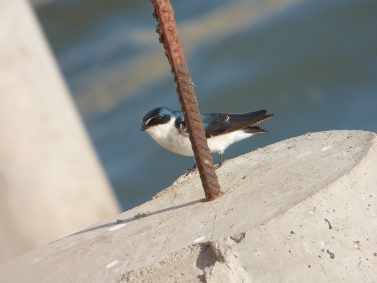 White-rumped Swallow - ML67369861